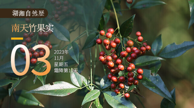 湖湘自然历丨秋实累累⑬萧索秋冬里的一把火