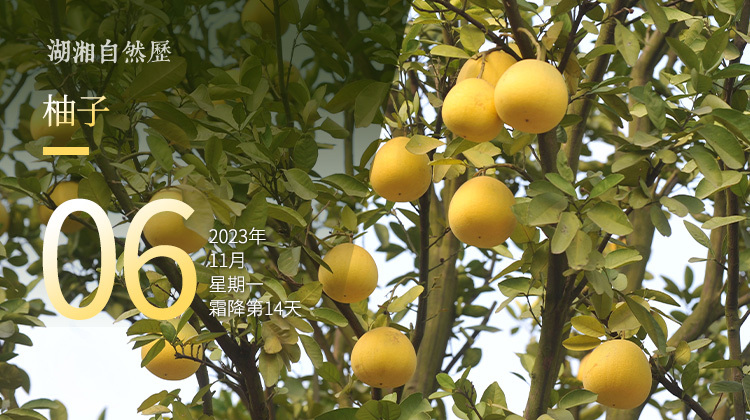 湖湘自然历｜秋实累累⑯“柚”惑