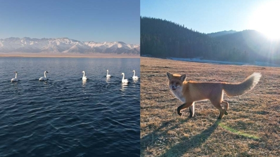 赛里木湖的小狐狸，肉嘟嘟的