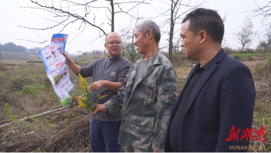 洞口县清除“加拿大一枝黄花” 筑牢生态安全屏障_邵阳头条网