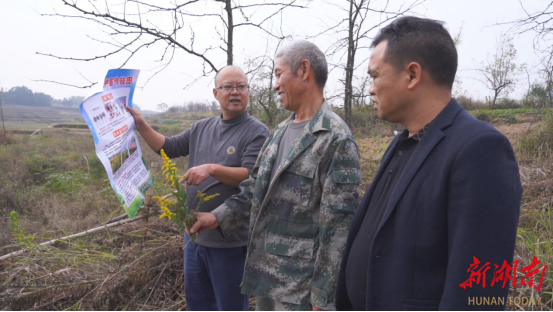 洞口县清除“加拿大一枝黄花” 筑牢生态安全屏障_邵商网