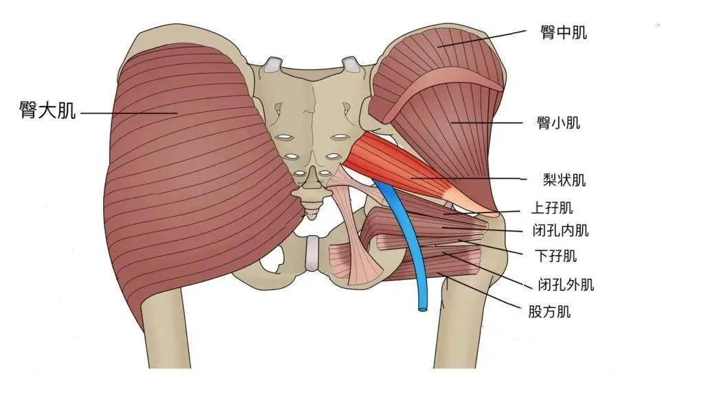 髋关节前屈的肌肉图片