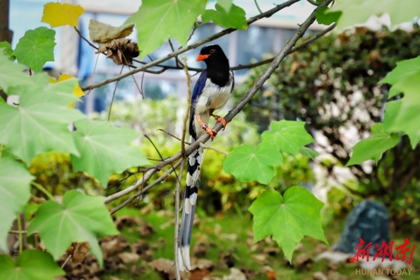 红嘴蓝鹊现身邵阳双清城区_邵阳头条网