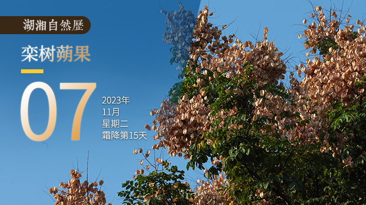 湖湘自然历丨秋实累累⑰是谁把红灯笼挂在秋天的树枝上