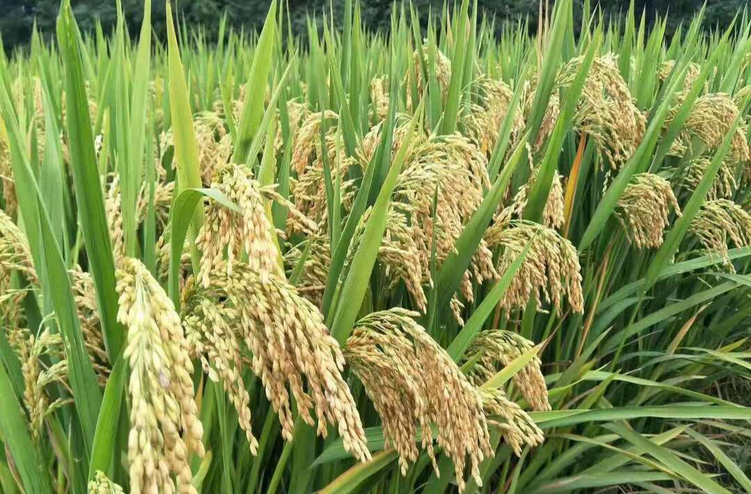 湖南加快打造种业创新高地 杂交水稻供种量占全国1/3以上