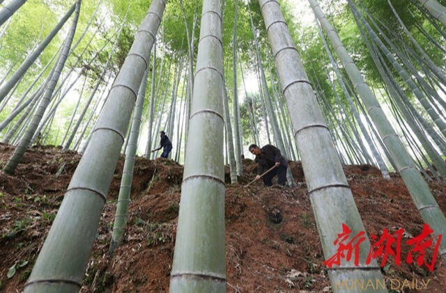 省政府出台文件 推动竹产业高质量发展 到2028年，实现年产值1000亿元以上