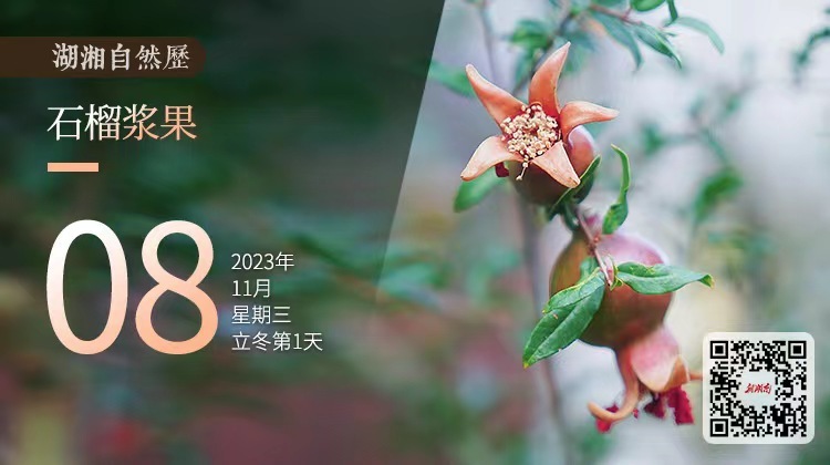 湖湘自然历丨秋实累累⑱吃过石榴，最该吃的是石榴哪个部分