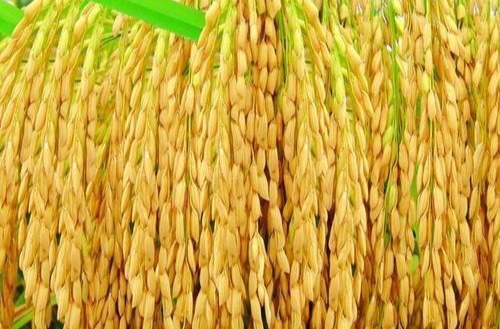 杂交水稻供种量占全国1/3以上 湖南加快打造种业创新高地