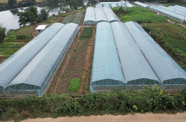 江华沱江镇天桥村：草莓抢鲜上市，优化营商环境助增收