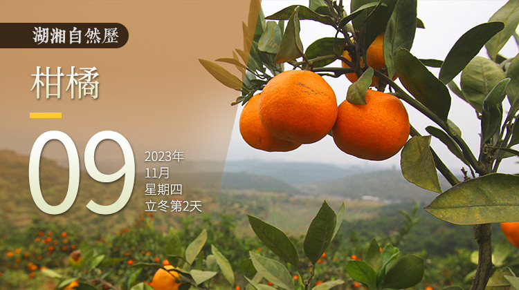 湖湘自然历 | 秋实累累⑲橘子红时，最是一年秋意浓