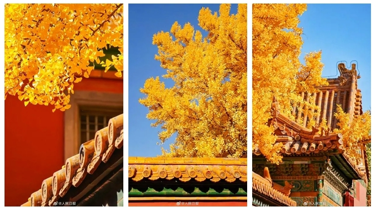 收藏大图！故宫银杏壁纸