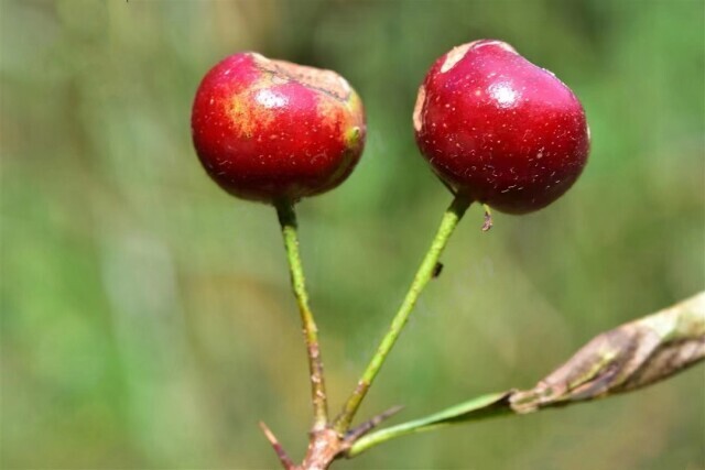 湖湘自然历｜秋实累累⑳它才是冰糖葫芦的“正主”