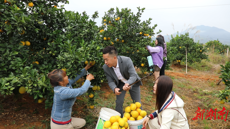 道县：20万亩脐橙喜丰收 电商“快车”带动果农增收致富