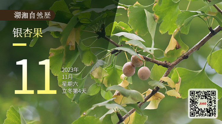 湖湘自然历丨秋实累累㉑长得美、闻着臭，慎食