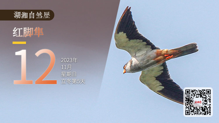 湖湘自然历｜霜天猛禽①一只路过的隼，带我们的心去高处和远方