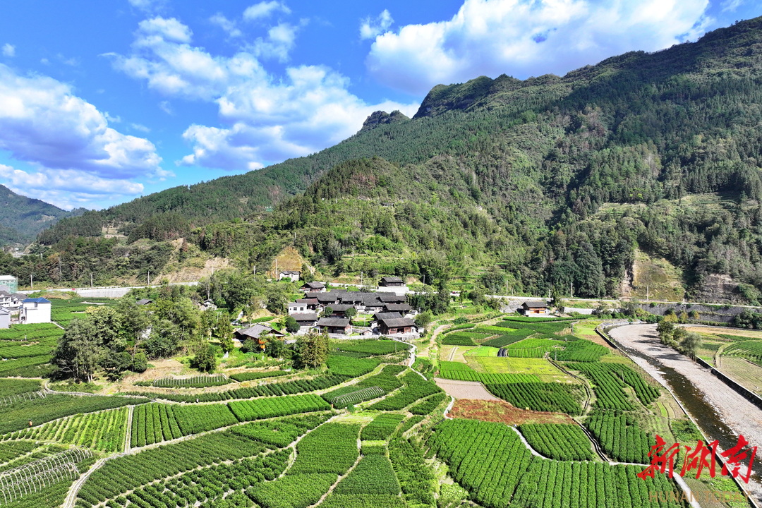 吕洞山镇:浓浓茶香沁人心 千古茶事传美名 - 和美乡村 - 新湖南
