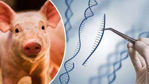 多基因编辑猪—猴多器官多组织移植手术获突破