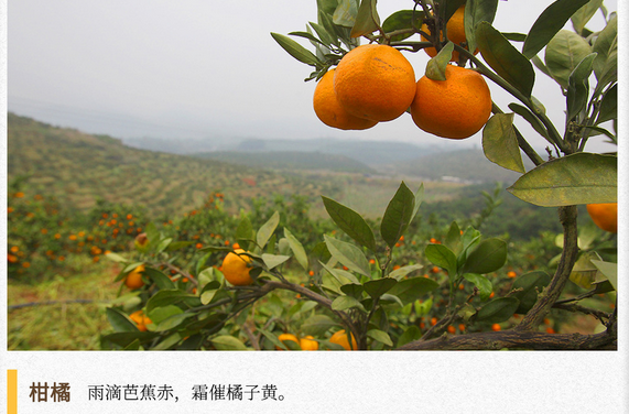 湖湘自然历 | 秋实累累⑲橘子红时，最是一年秋意浓