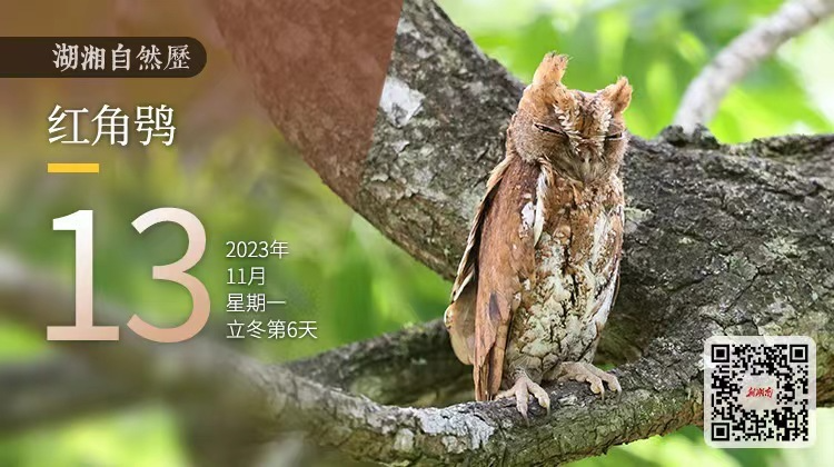 湖湘自然历丨霜天猛禽②真正的夜猫子，不是猫，是夜间杀手