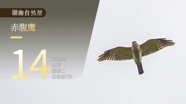 湖湘自然历｜霜天猛禽③看起来很萌的“小鸽子"实际是……