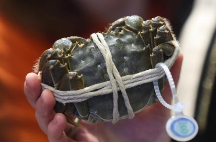 你吃大闸蟹了吗？降价了，便宜的一只不到10元