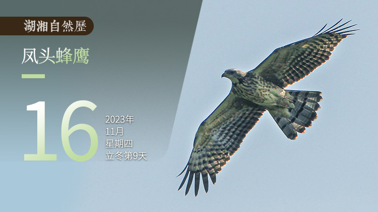 湖湘自然历丨霜天猛禽⑤是谁爱捅马蜂窝？