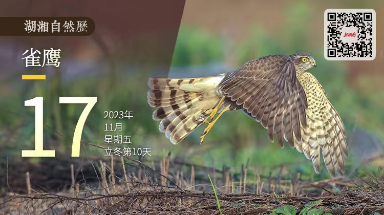 湖湘自然历丨霜天猛禽⑥个头只有老婆的一半，不耽误它成为“猛男”