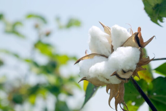 两个宜机棉花新品种实现成果转化 湘棉全程机械化实现突破
