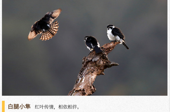 湖湘自然历｜霜天猛禽⑦会飞的“熊猫”？