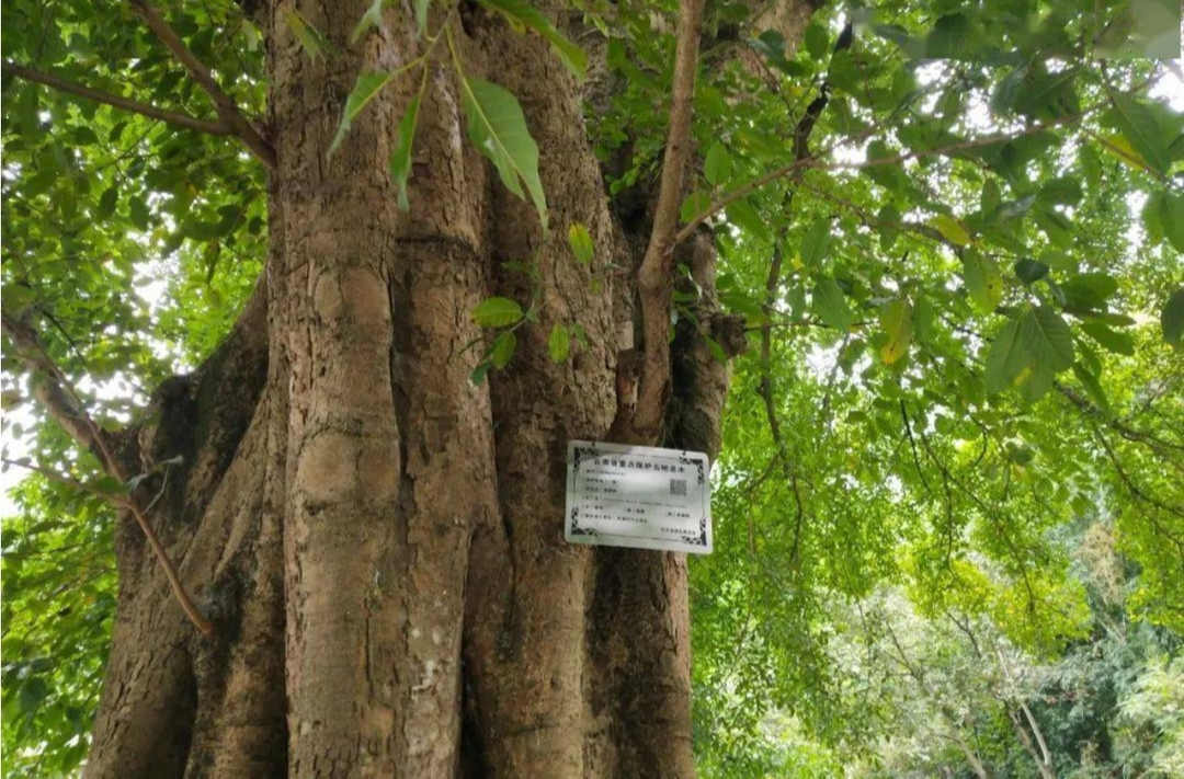 三部门：加强全国重点文物保护单位内古树名木保护