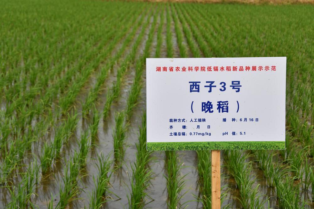 西子3号成为通过国家农作物品种审定的低镉水稻品种