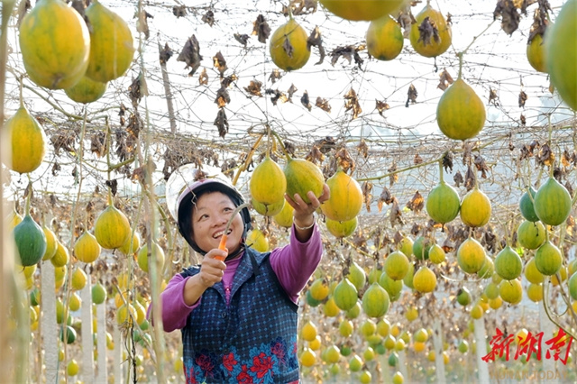 Farmers Harvest Chinese Snake Gourds in Shuangfeng County