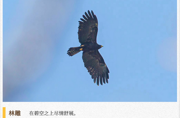 湖湘自然历 | 霜天猛禽⑪翼展近1.8米、速度可达“300迈”的进击者