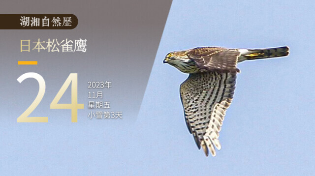 湖湘自然历丨霜天猛禽⑬猛禽中的“小可爱”