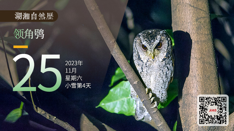 湖湘自然历丨霜天猛禽⑮自带羽绒服和围脖过冬，让人羡慕的“鸟生”