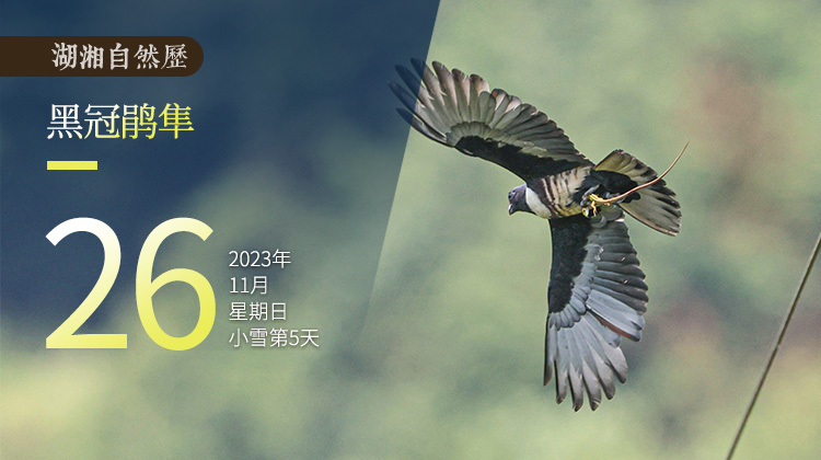 湖湘自然历 | 霜天猛禽⑯ 一只鹰，从琐碎“家务事”中出逃片刻