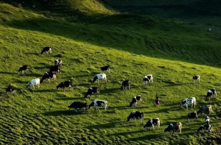 南山牧场牧草生产能力显著提高 亩产鲜草量比天然牧草产量高2.87倍