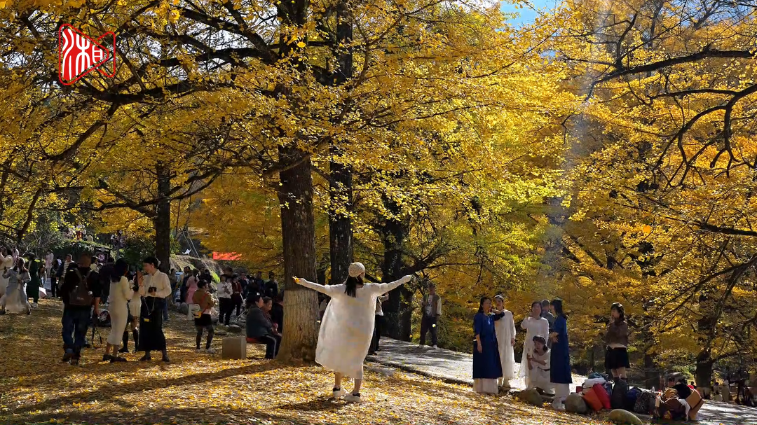 美的让人心醉，桐子坳千年银杏群披上“黄金甲”