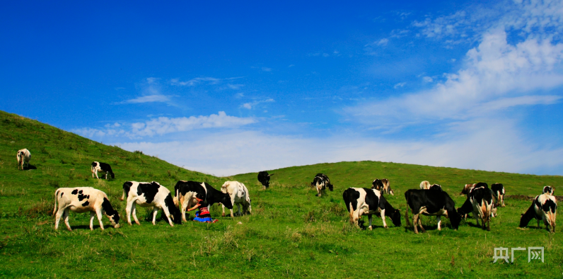 南山牧场：恢复草原生态，风吹草低见牛羊