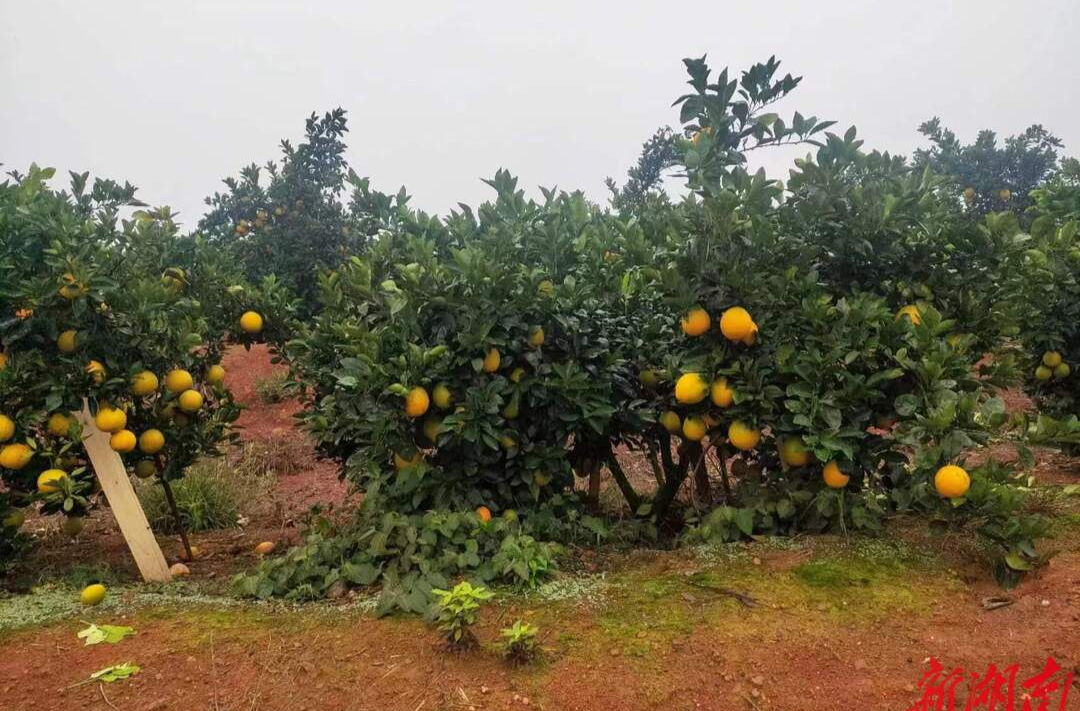 道县：生态果园橘飘香 “绿色”脐橙迎丰收