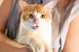 9岁女孩视力骤降几近失明！原因竟和“撸猫”有关