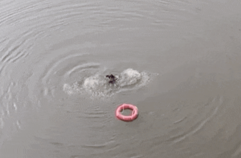 周末·正能量丨跳桥救人还准时送了两单，外卖小哥被奖励5万元！