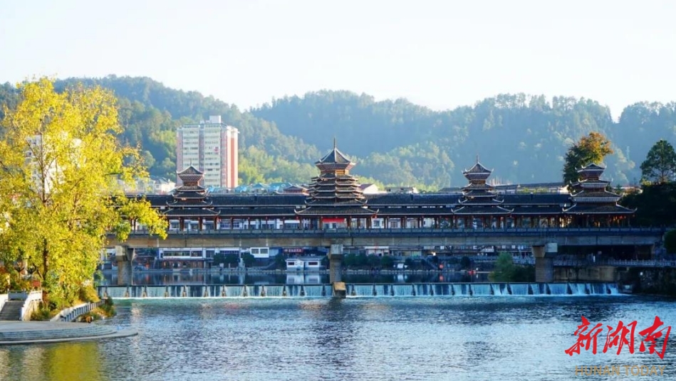邵阳绥宁:银杏披“金装”入画来 最是初冬好光景_邵阳头条网