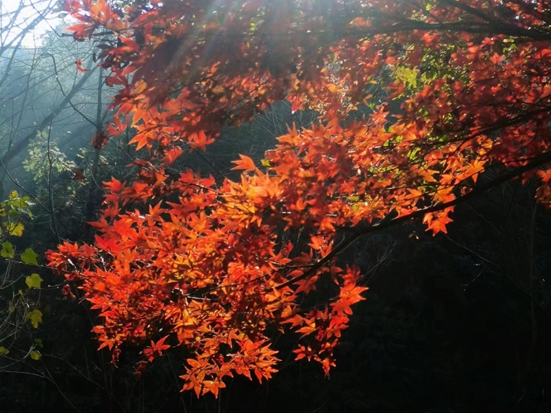 甜甜的湘江朋友圈㉖丨没有桃花的桃花岭，还有热烈的秋色