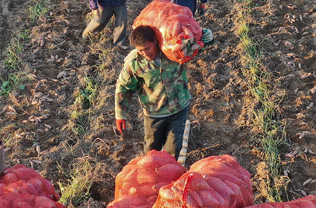 Farmers Busy Harvesting Sweet Potatoes in Lanshan County