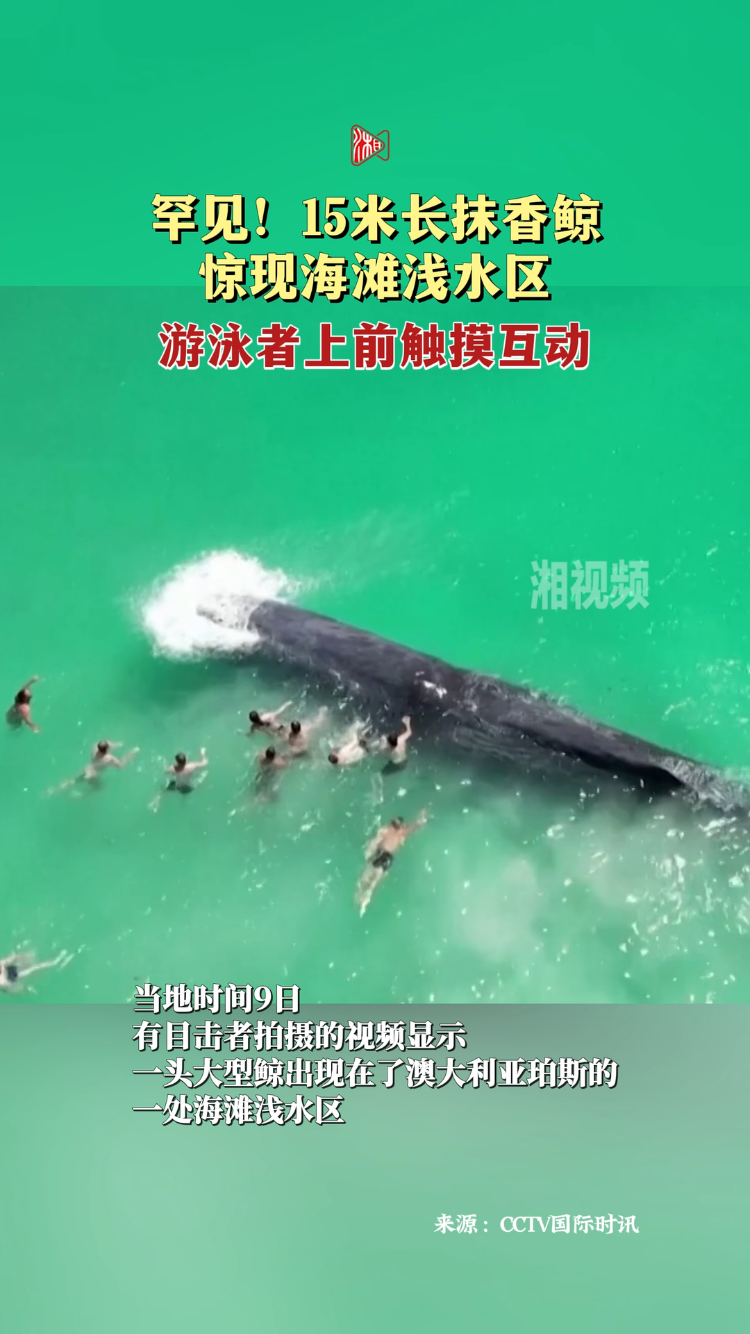罕见！15米长抹香鲸惊现海滩浅水区，游泳者上前触摸互动