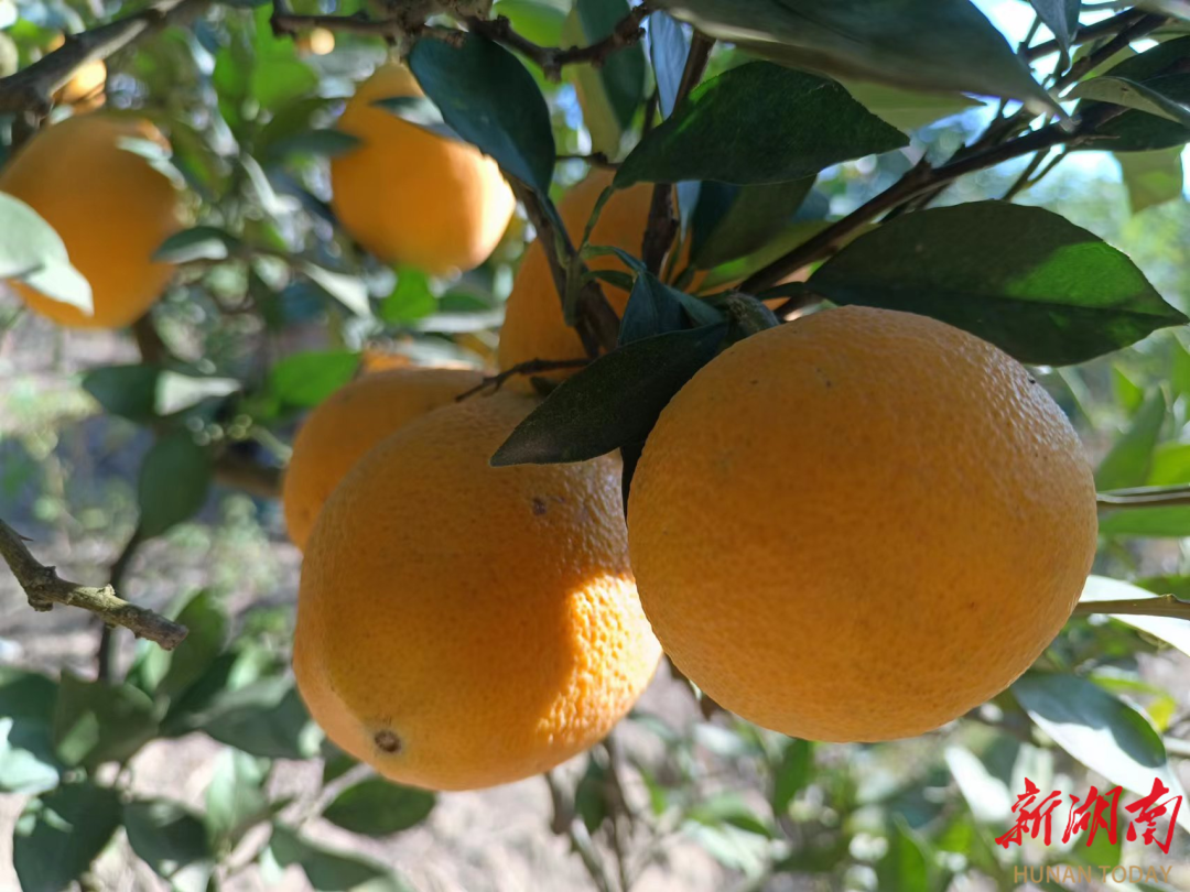 君山区：“橙”心助农 担任销售的“无忧果”