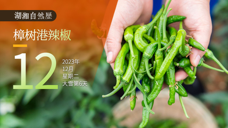 湖湘自然历丨如此多“椒” ①300元一斤的辣椒里，有湘人灼烧的乡愁
