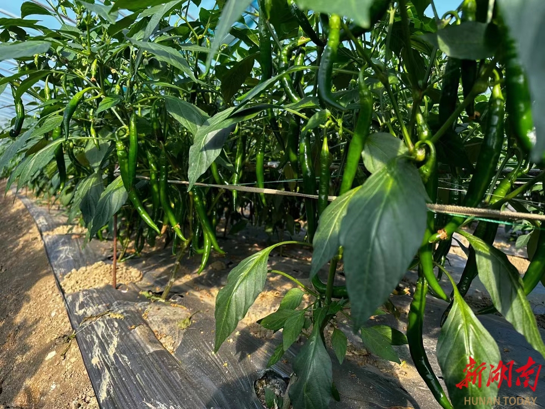 蔬多米体育菜价格或迎季节性上扬(图3)