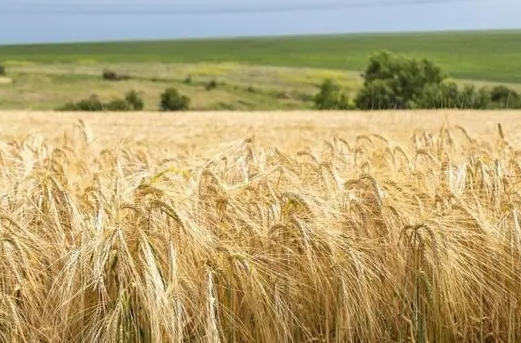 俄罗斯政府宣布暂停出口强筋小麦
